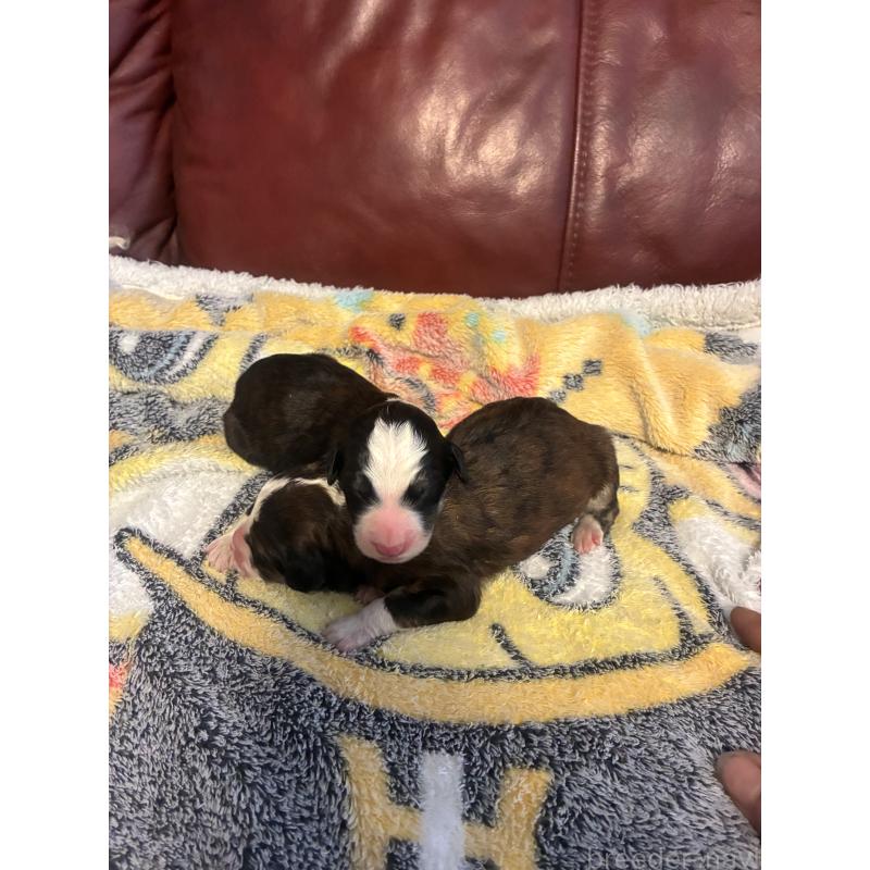 販売中の滋賀県のバーニードゥードル:バーニーズ×スタンダードプードル-442263の2枚目