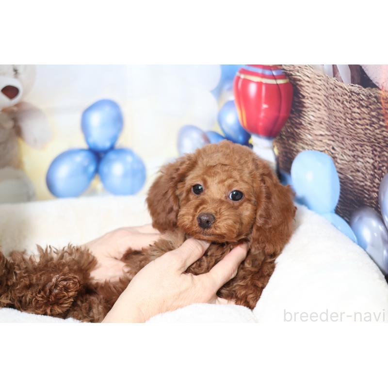 販売中の大阪府のタイニープードル-442265の3枚目