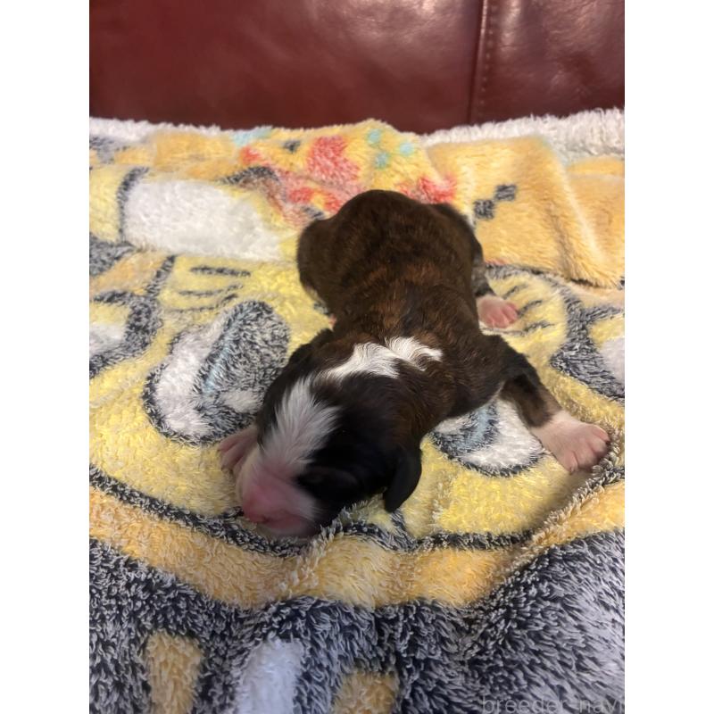 販売中の滋賀県のバーニードゥードル:バーニーズ×スタンダードプードル-442264