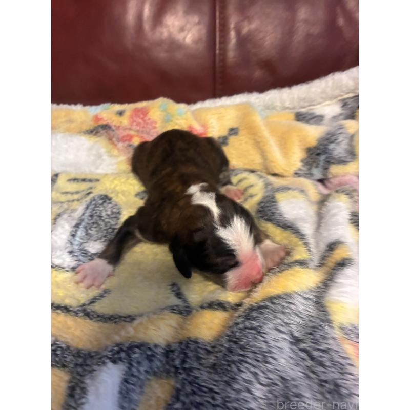 販売中の滋賀県のバーニードゥードル:バーニーズ×スタンダードプードル-442264の2枚目