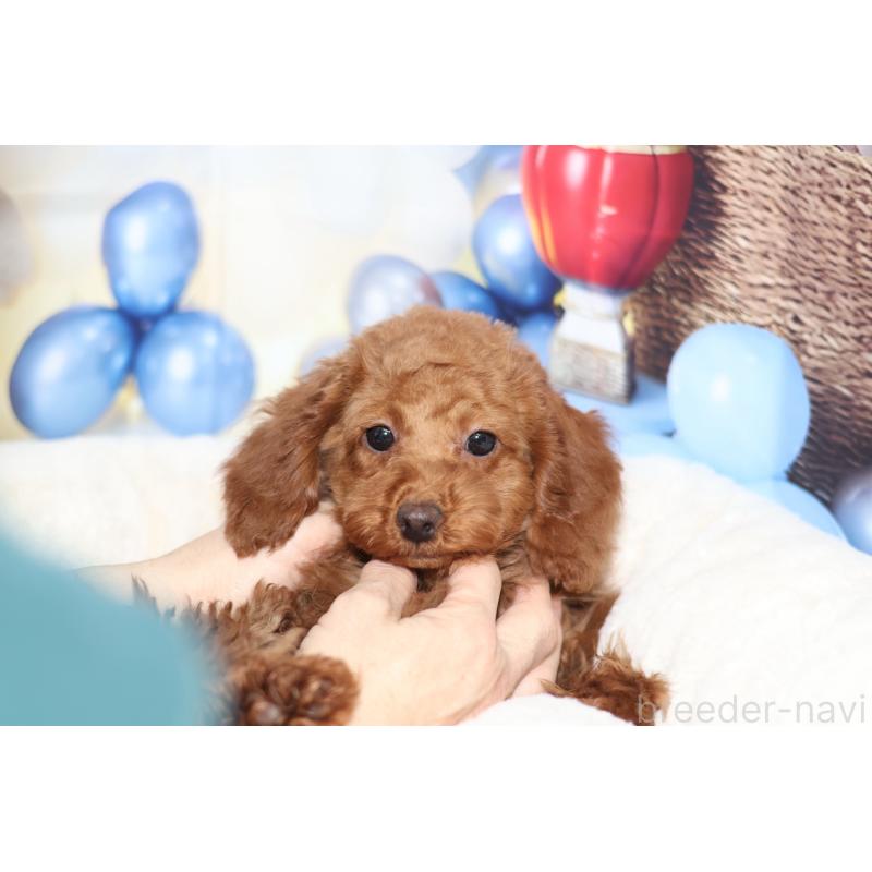 販売中の大阪府のタイニープードル-442265の2枚目