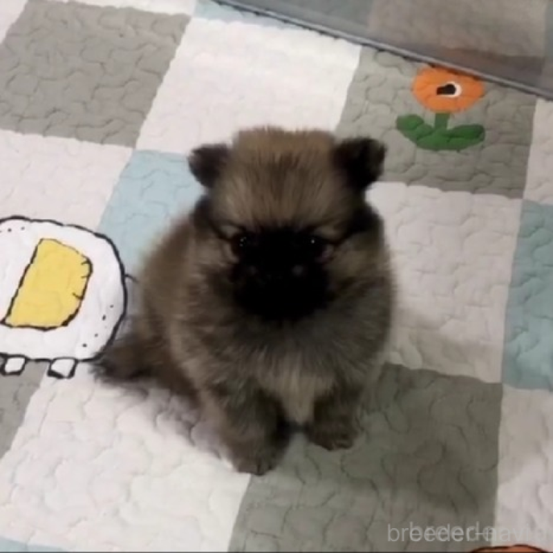 販売中の千葉県のポメラニアン-442266の3枚目