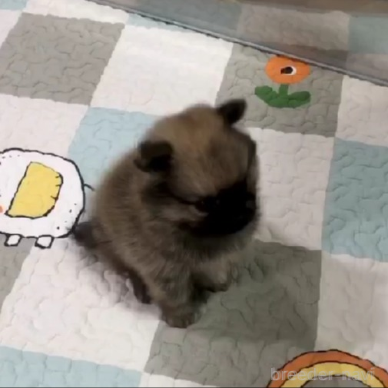 販売中の千葉県のポメラニアン-442266の2枚目