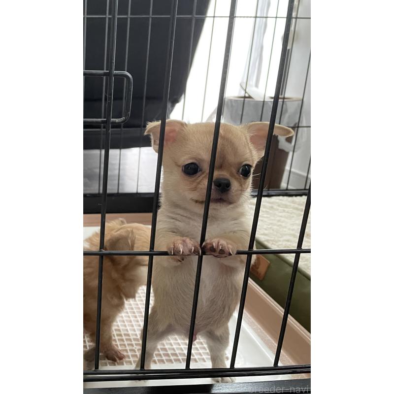 販売中の福岡県のチワワ(スムースコート)-442267の1枚目