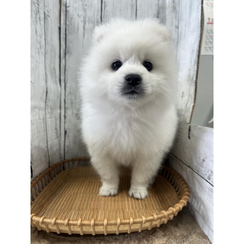 販売中の山梨県の日本スピッツ-442271の4枚目