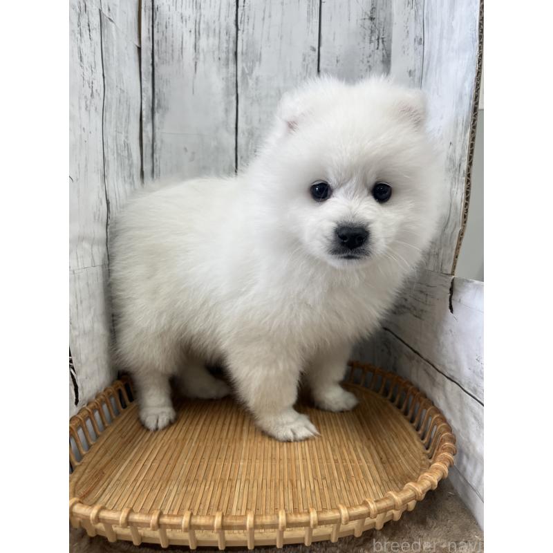 販売中の山梨県の日本スピッツ-442271の3枚目