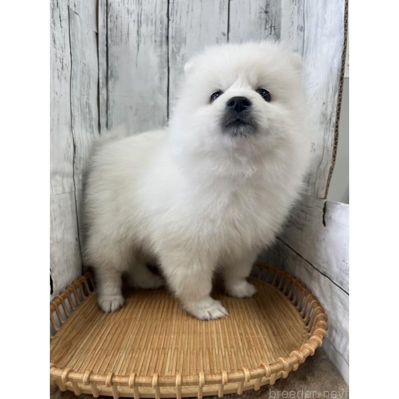 販売中の山梨県の日本スピッツ-442271の2枚目