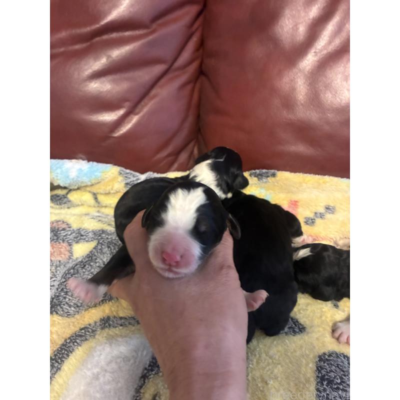 販売中の滋賀県のバーニードゥードル:バーニーズ×スタンダードプードル-442269