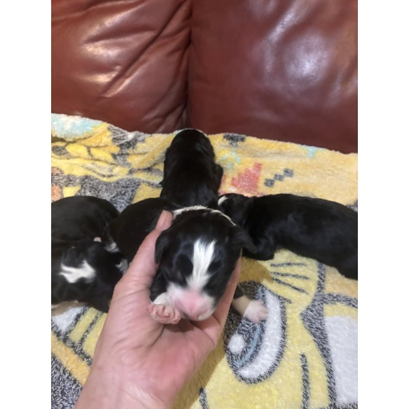 販売中の滋賀県のバーニードゥードル:バーニーズ×スタンダードプードル-442269の4枚目