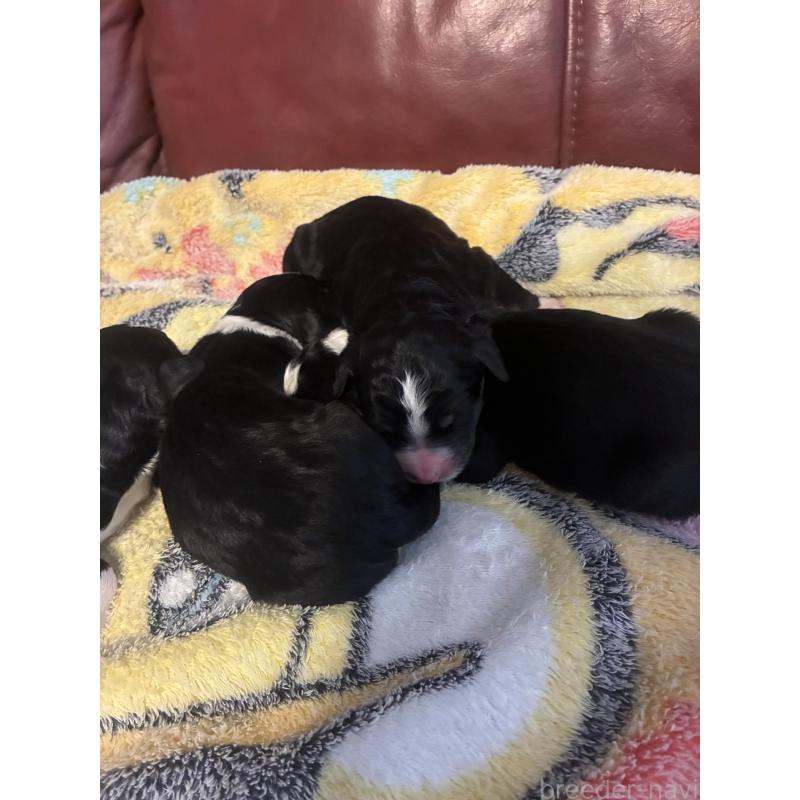 販売中の滋賀県のバーニードゥードル:バーニーズ×スタンダードプードル-442269の2枚目