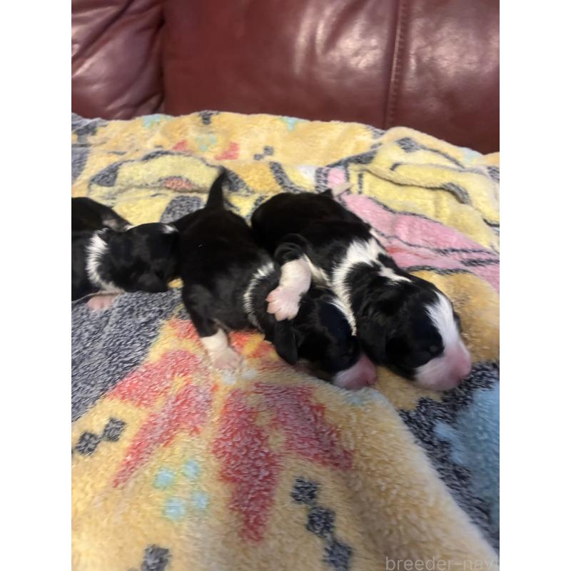 販売中の滋賀県のバーニードゥードル:バーニーズ×スタンダードプードル-442270