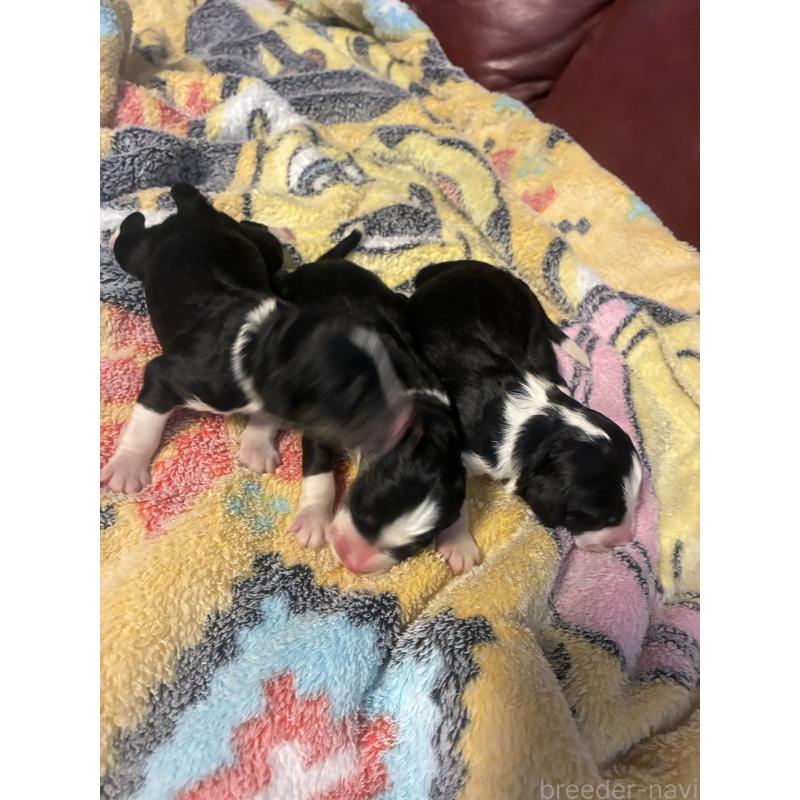 販売中の滋賀県のバーニードゥードル:バーニーズ×スタンダードプードル-442270の3枚目