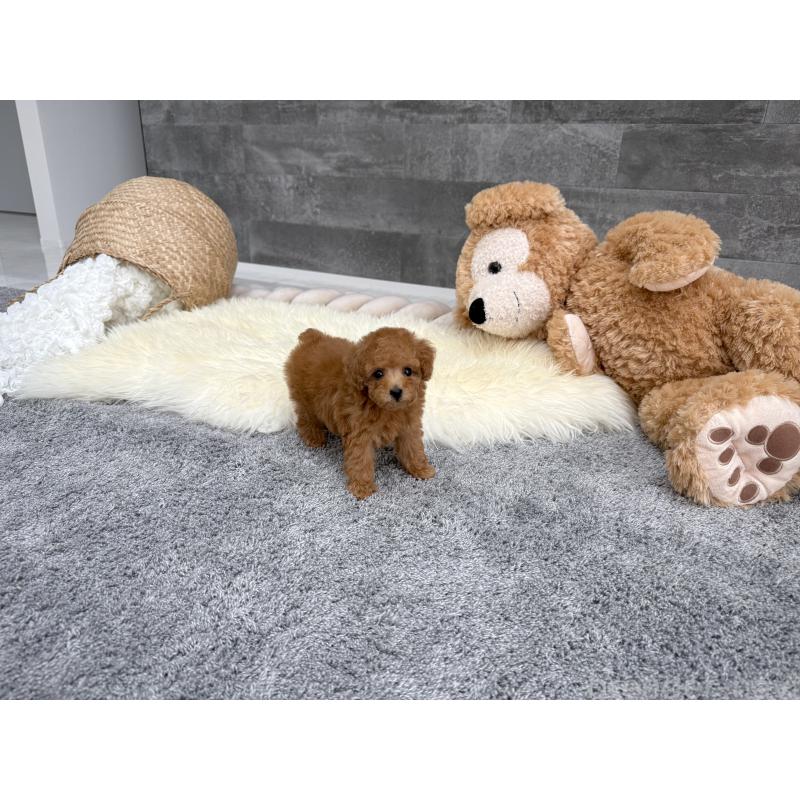 販売中の滋賀県のティーカッププードル-442113の6枚目