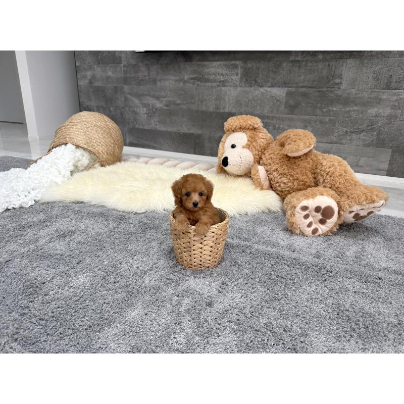 販売中の滋賀県のティーカッププードル-442113の5枚目