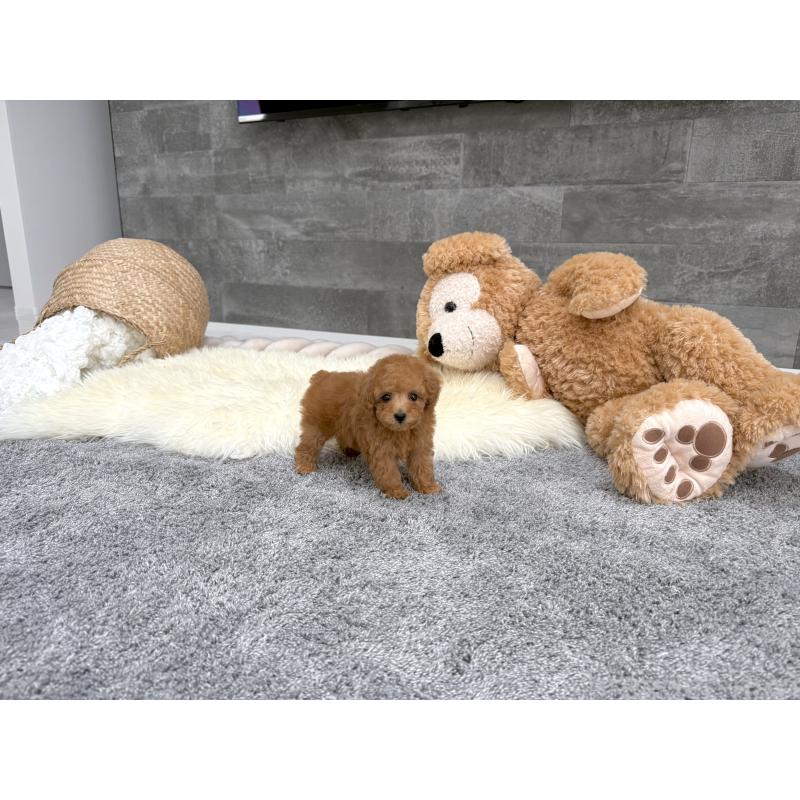 販売中の滋賀県のティーカッププードル-442113の3枚目