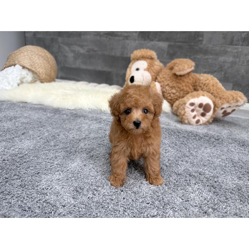 販売中の滋賀県のティーカッププードル-442113の2枚目