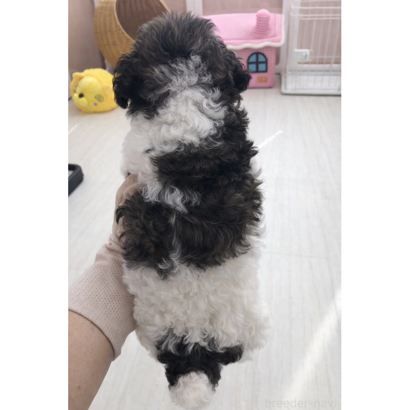 販売中の福岡県のタイニープードル-442273の4枚目