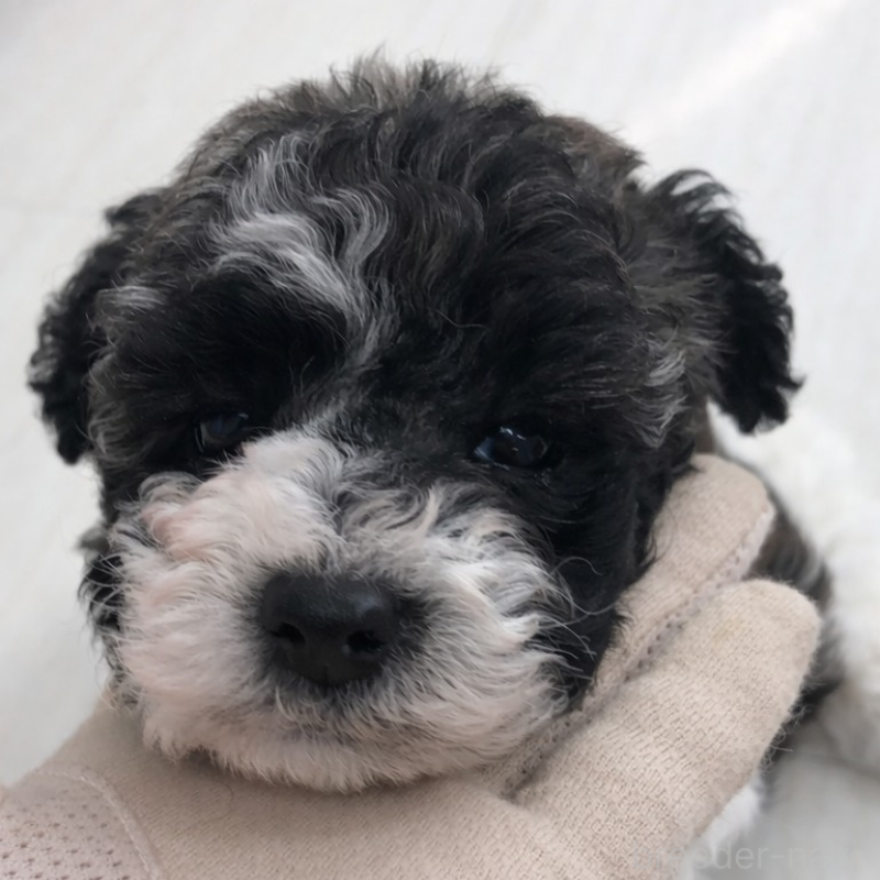 販売中の福岡県のタイニープードル-442273の3枚目