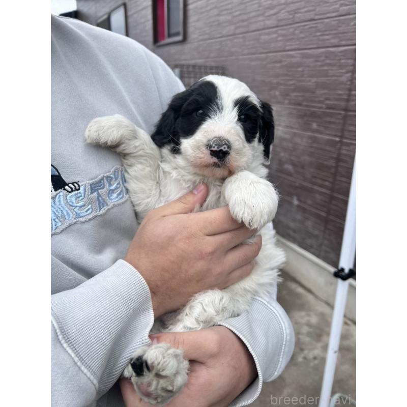 販売中の滋賀県のスタンダードプードル-435983の4枚目