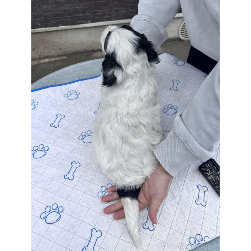 販売中の滋賀県のスタンダードプードル-435983の3枚目