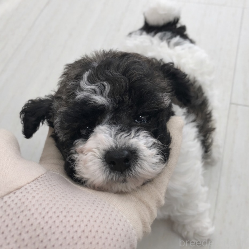 販売中の福岡県のタイニープードル-442273の2枚目