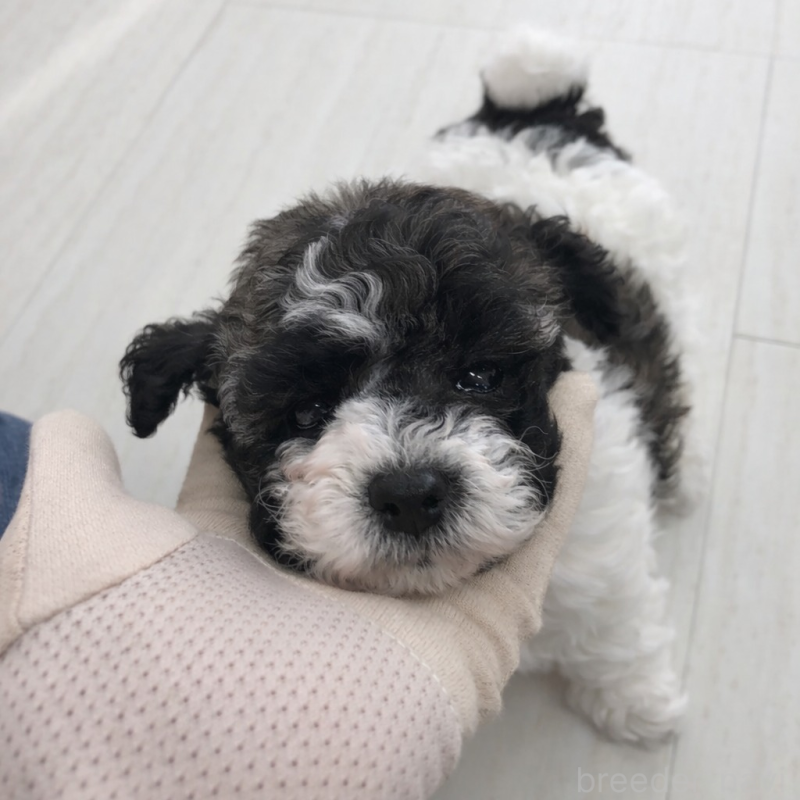 販売中の福岡県のタイニープードル-442273の1枚目