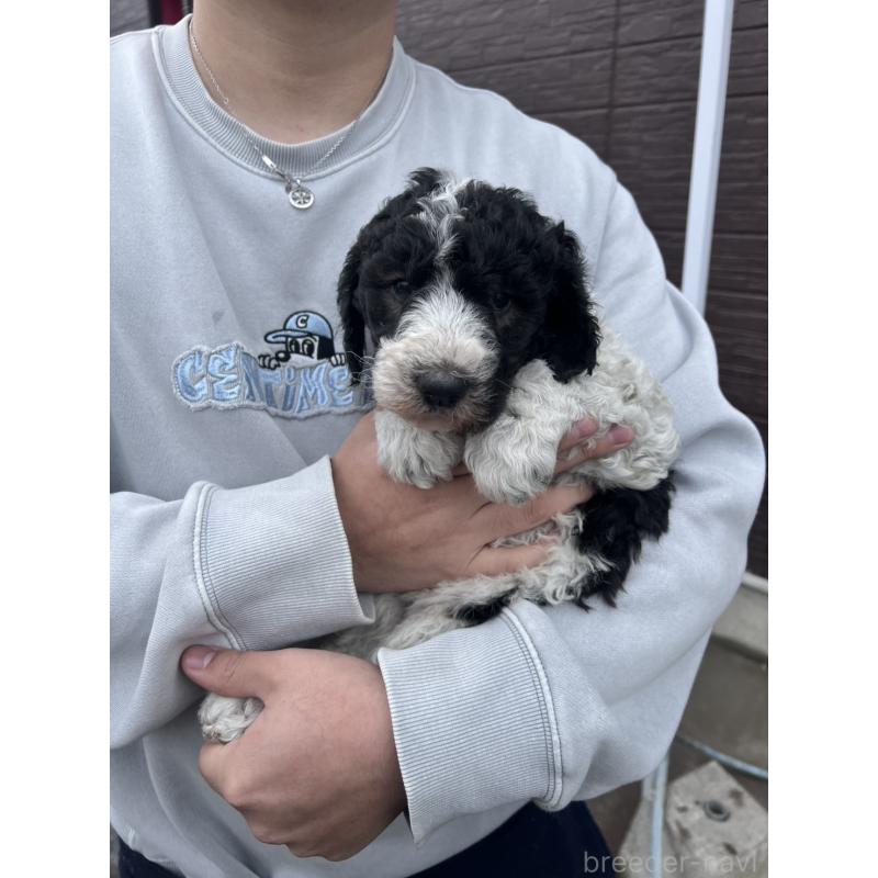 販売中の滋賀県のスタンダードプードル-442274の1枚目