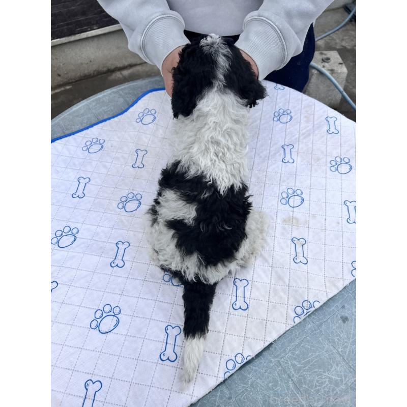 販売中の滋賀県のスタンダードプードル-442274の3枚目