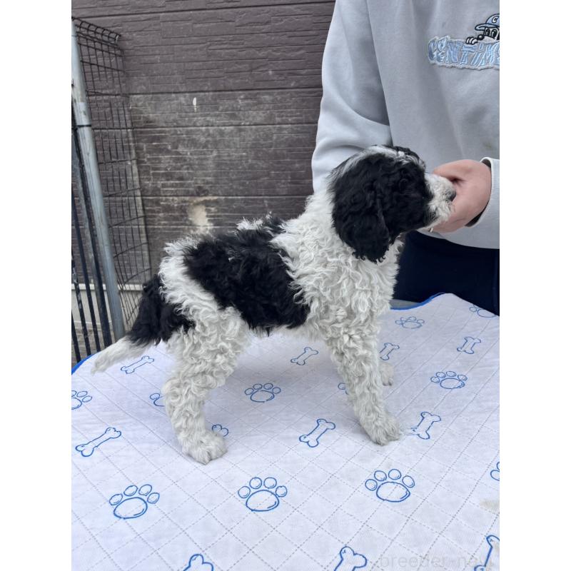 販売中の滋賀県のスタンダードプードル-442274の2枚目