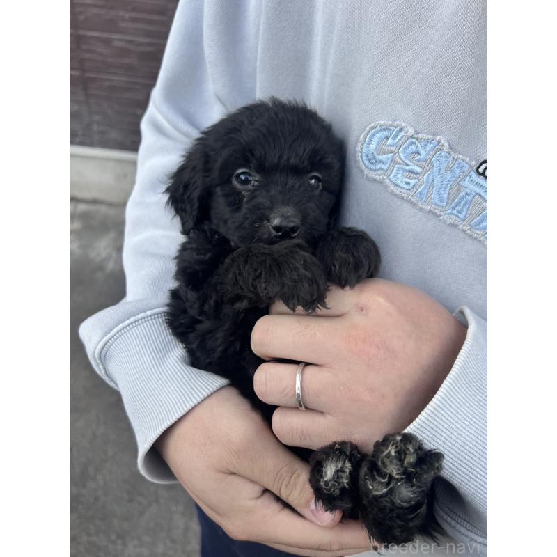 販売中の滋賀県のゴールデンドゥードル:ゴールデンレトリーバー×プードル-442275の2枚目