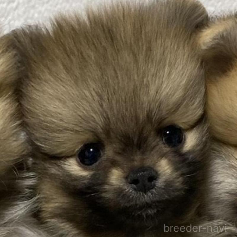 販売中の大阪府のポメラニアン-442276の6枚目