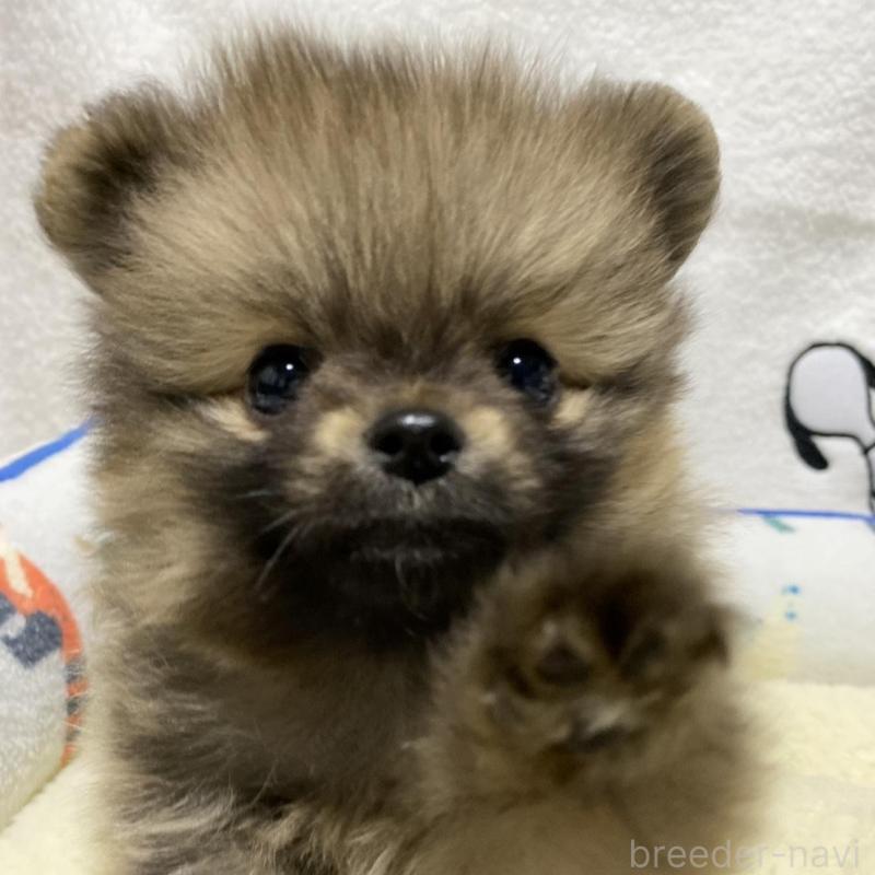 販売中の大阪府のポメラニアン-442276の1枚目