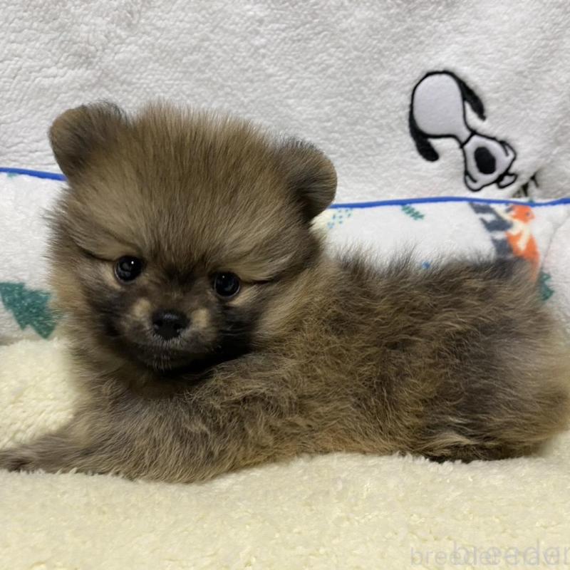 販売中の大阪府のポメラニアン-442276の5枚目