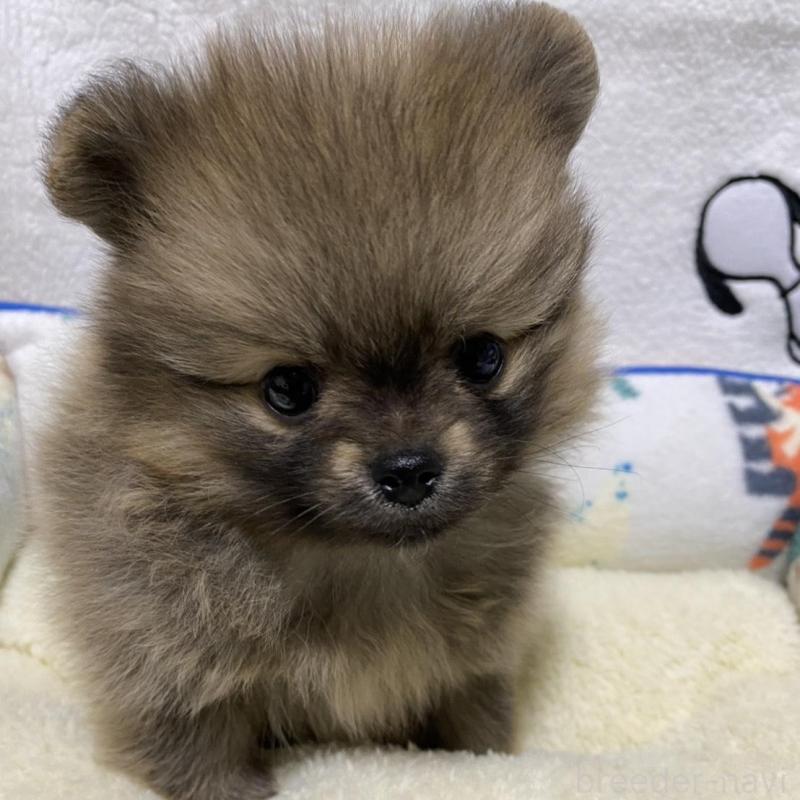 販売中の大阪府のポメラニアン-442276の4枚目