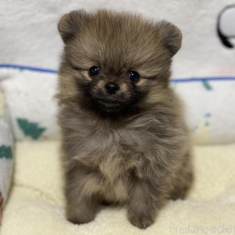 販売中の大阪府のポメラニアン-442276の3枚目