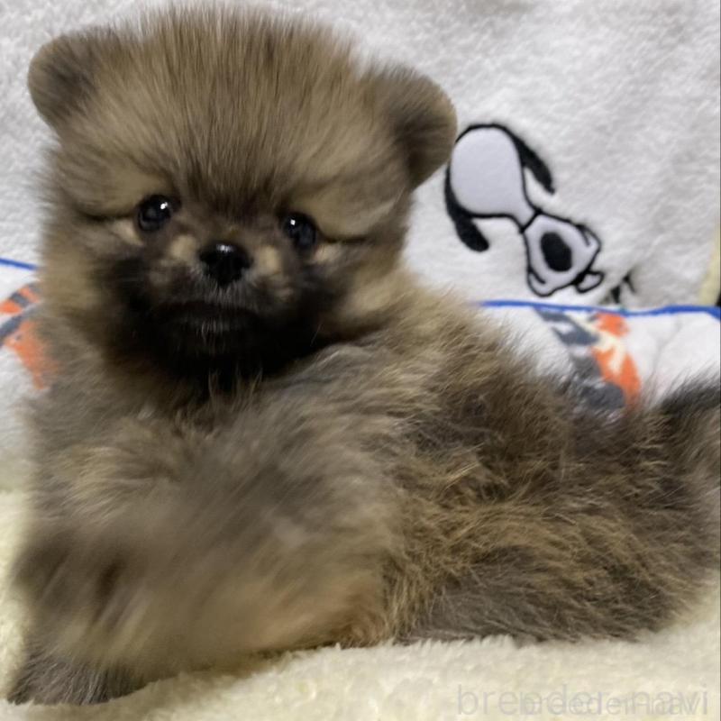 販売中の大阪府のポメラニアン-442276の2枚目