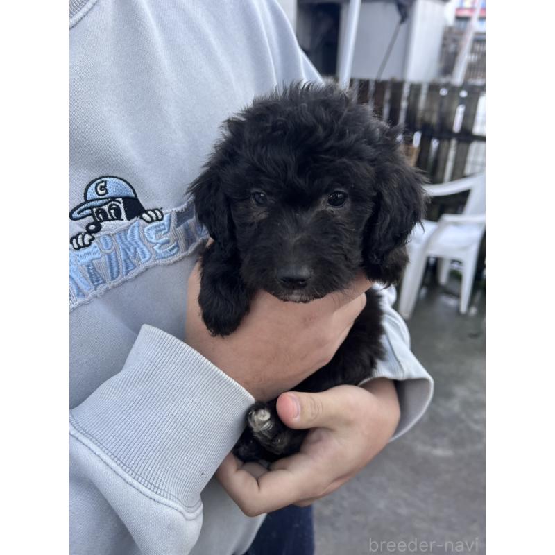 販売中の滋賀県のゴールデンドゥードル:ゴールデンレトリーバー×プードル-442278の1枚目