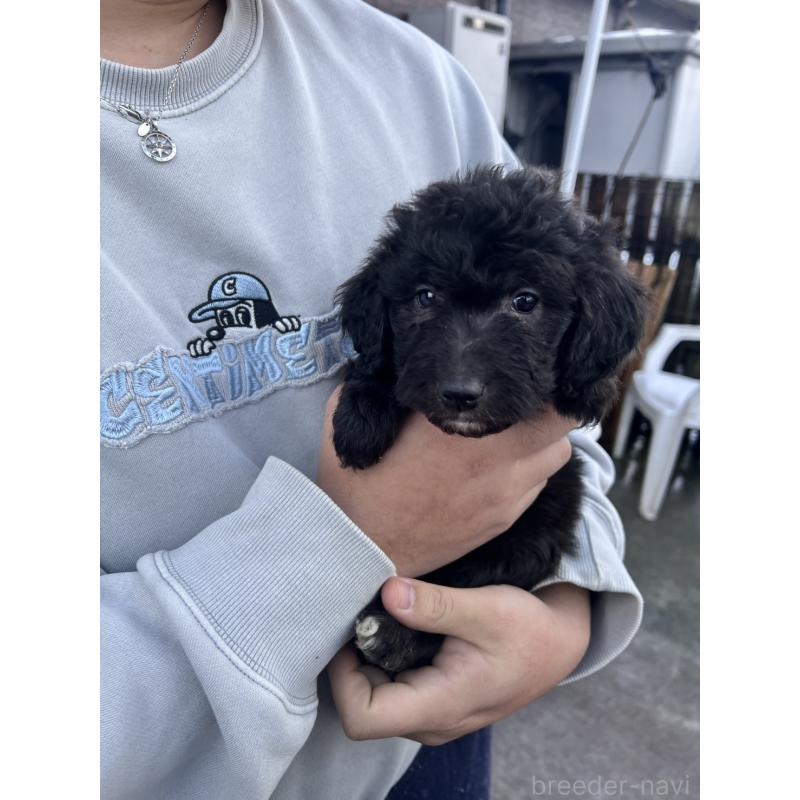 販売中の滋賀県のゴールデンドゥードル:ゴールデンレトリーバー×プードル-442278の2枚目