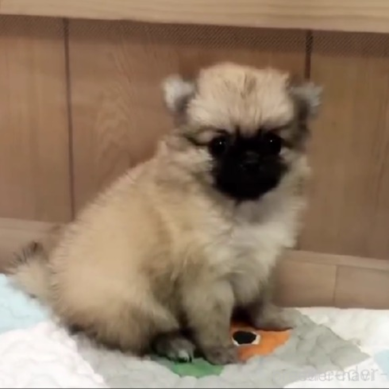 販売中の千葉県のポメラニアン-442277