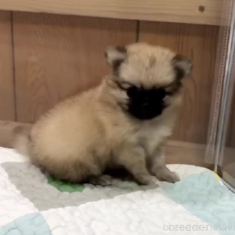 販売中の千葉県のポメラニアン-442277の3枚目