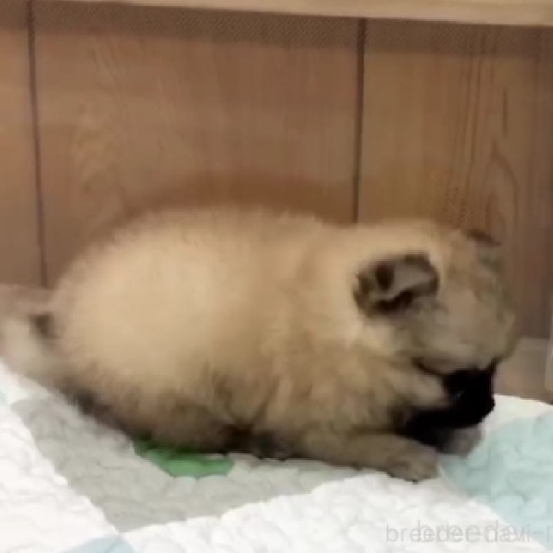 販売中の千葉県のポメラニアン-442277の2枚目