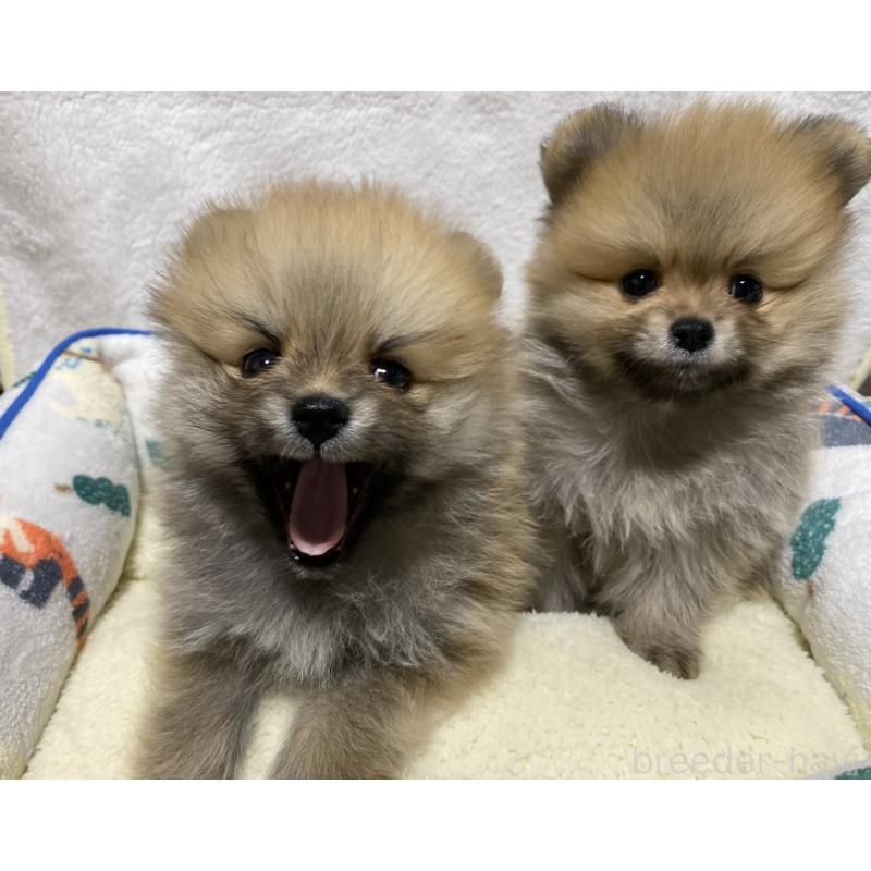 販売中の大阪府のポメラニアン-442279の6枚目