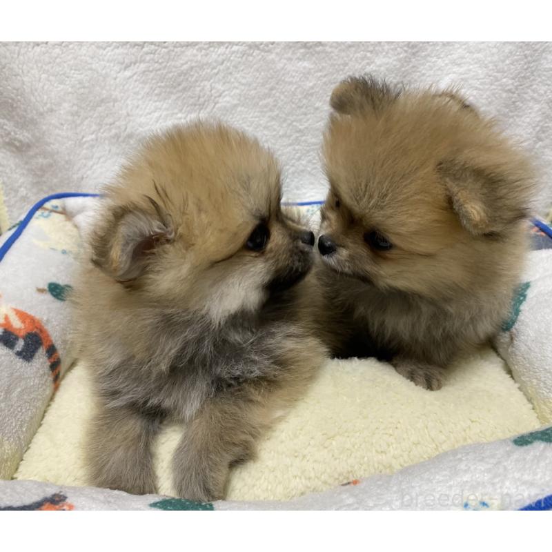 販売中の大阪府のポメラニアン-442279の5枚目