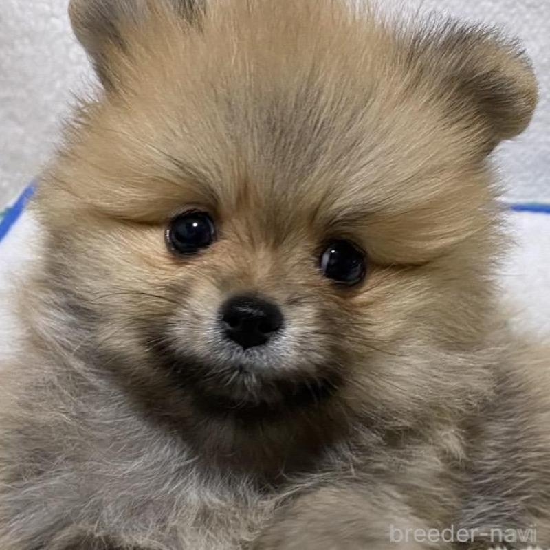 販売中の大阪府のポメラニアン-442279の4枚目