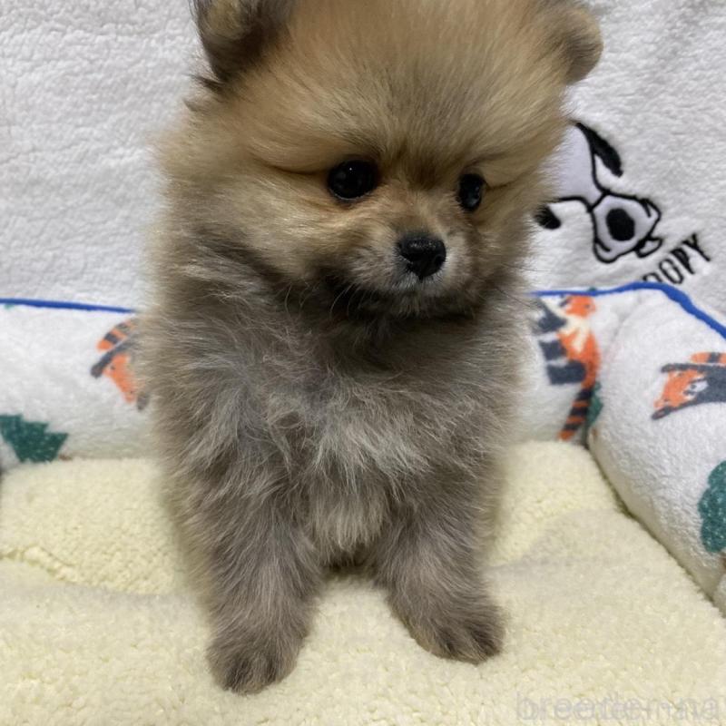 販売中の大阪府のポメラニアン-442279の3枚目