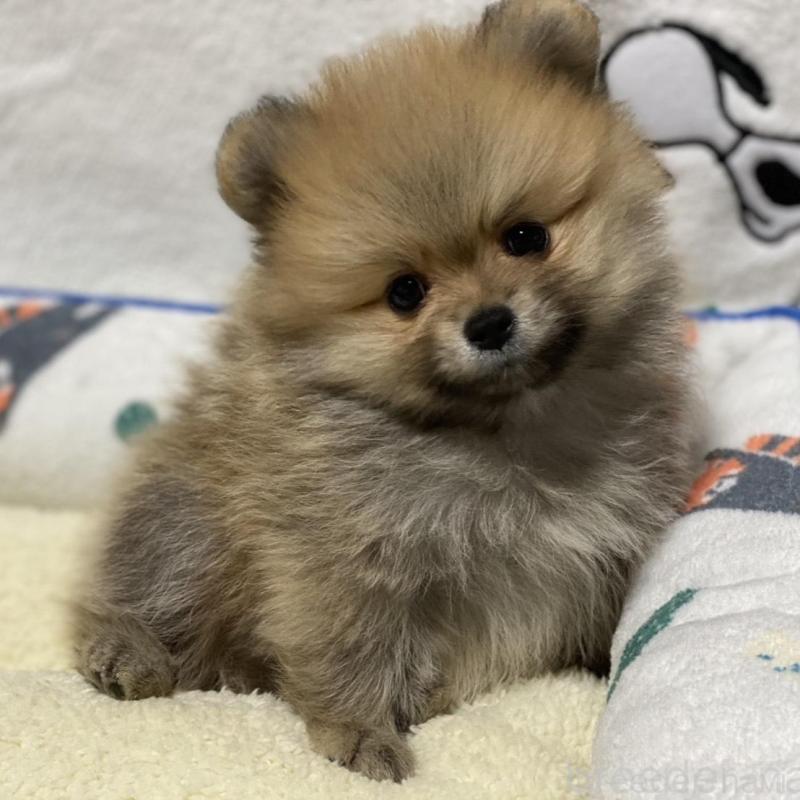 販売中の大阪府のポメラニアン-442279