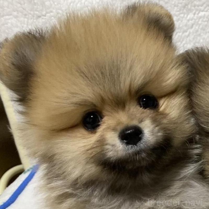 販売中の大阪府のポメラニアン-442279の2枚目