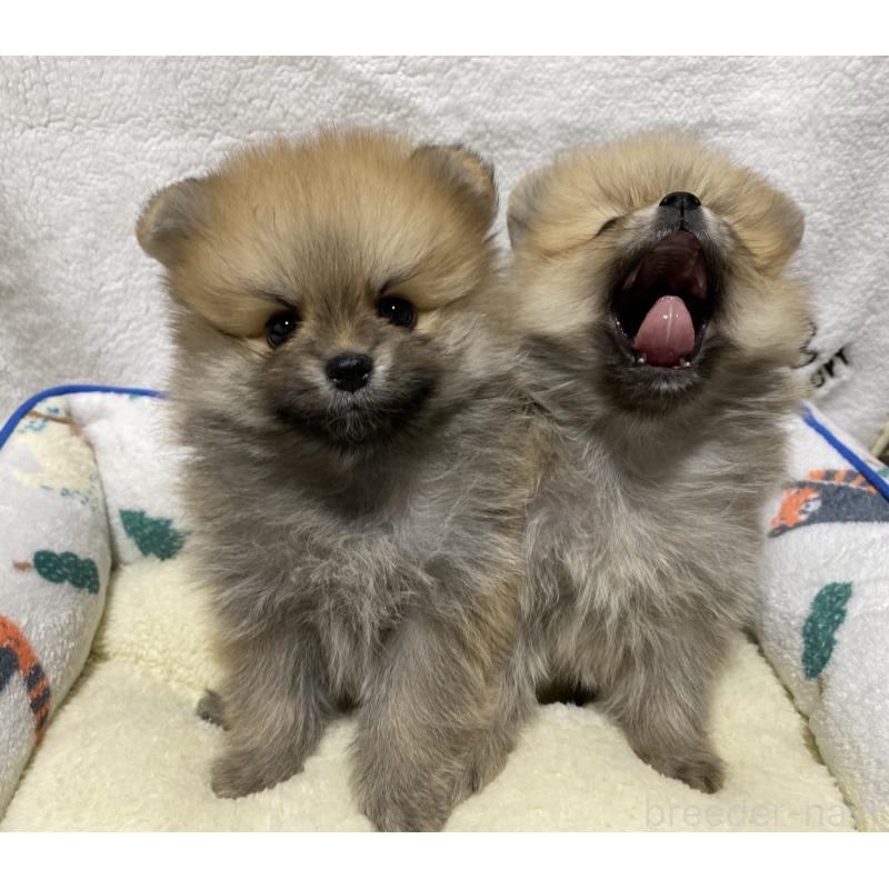 販売中の大阪府のポメラニアン-442280の6枚目