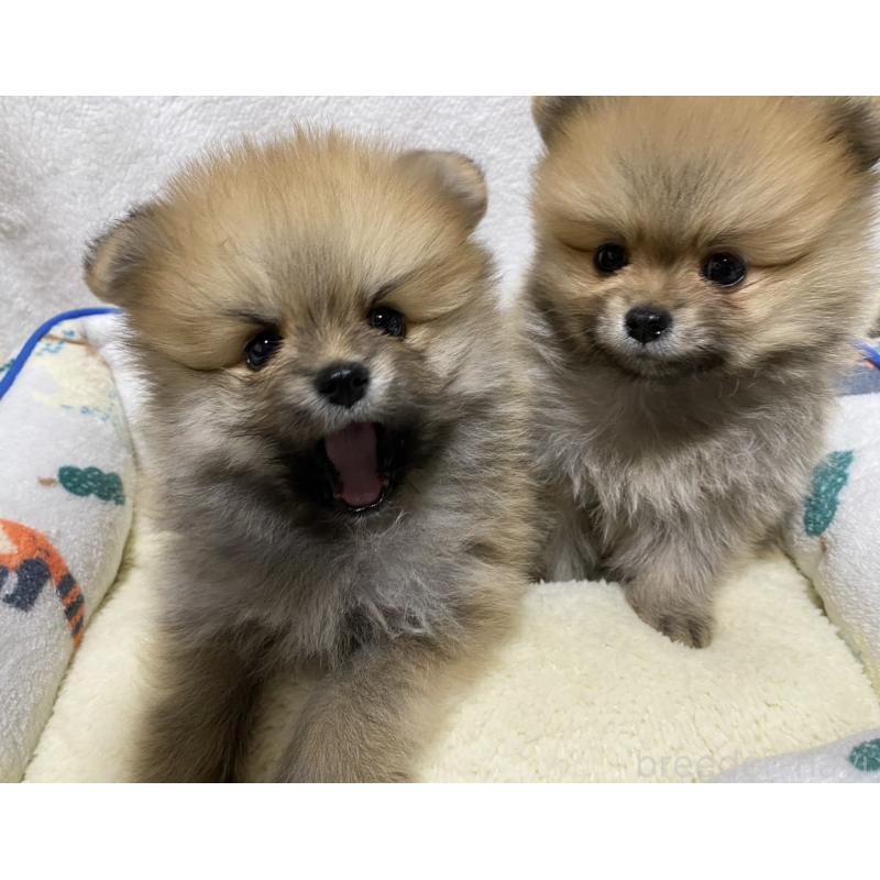 販売中の大阪府のポメラニアン-442280の5枚目