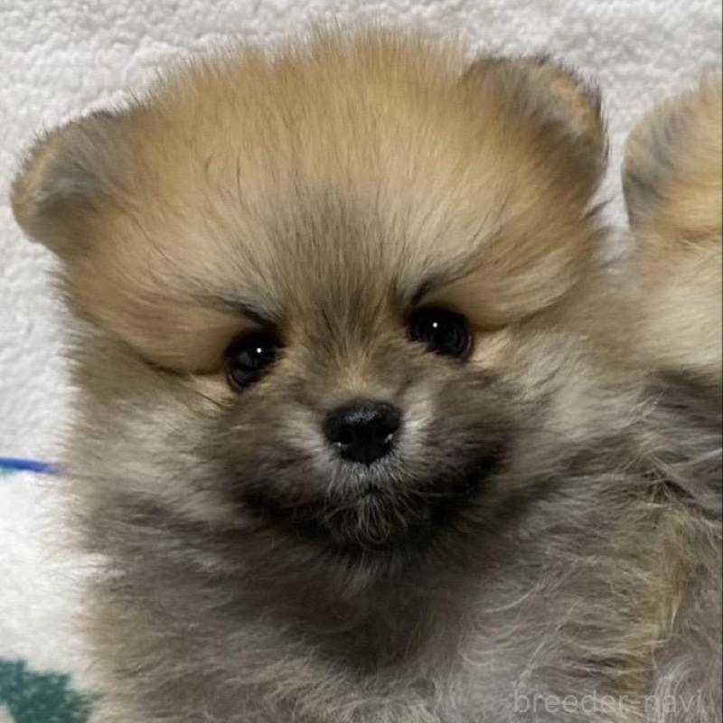 販売中の大阪府のポメラニアン-442280